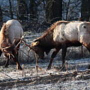 Sparring Elk In February Poster