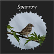Sparrow Poster