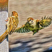 Sparrows Feeding By Chris White Poster