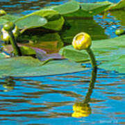 Spatterdock Bloom Poster