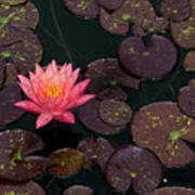 Speckled Red Lily And Pads Poster