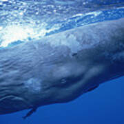 Sperm Whale Underwater Portrait Poster