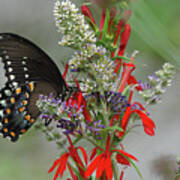 Spicebush Swallowtail And Flowers Poster