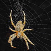 Spider And Web Poster