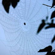 Spider In Web Poster
