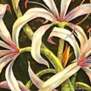 Spider Lily Poster