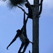Spider Monkeys Belize Central America Poster