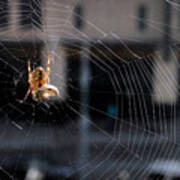 Spider With Egg Sac Poster