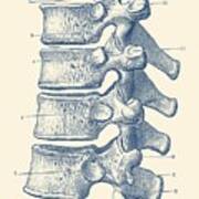 Spinal Cord - Vertebrae View - Vintage Anatomy Print Poster