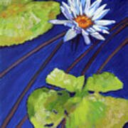 Splash Of White On Lily Pond Poster