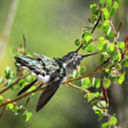 Splish Splash Hummingbird Poster