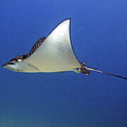 Spotted Eagle Ray Poster