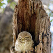Spotted Owlet Poster