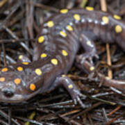Spotted Salamander Poster