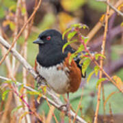 Spotted Towhee Poster
