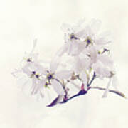 Spring Blossom Print Poster