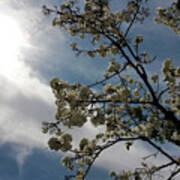 Spring Blossom Sky Poster