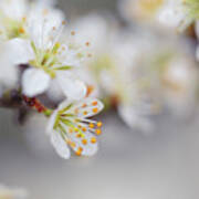 Spring Blossoms Poster