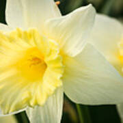 Spring Daffodils Poster