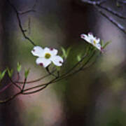 Spring Dogwood Blooms Poster