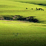 Spring Grazing Poster