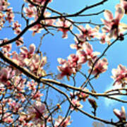 Spring In Bloom Poster