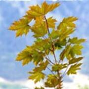 Spring Maple Leaves Poster