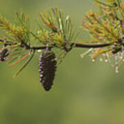 Spring Rain And Pinecone Poster