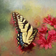 Spring Swallowtail Poster