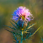 Spring Thistle Poster