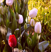 Spring Time Tulips Poster