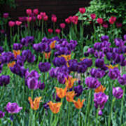 Spring Tulip Bed Poster