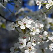 Springtime Cherry Blossoms Poster