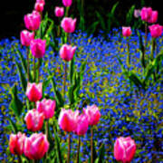 Springtime Tulips Poster