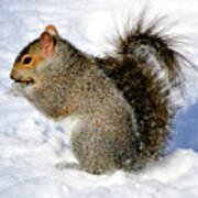 Squirrel In Winter Poster