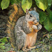 Squirrel Under Bush Poster