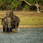 Sri Lankan Elephants Poster