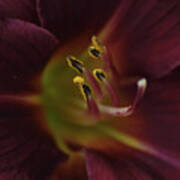 Stamen Of Day Lily Poster