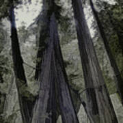 Stand Of Redwoods Poster