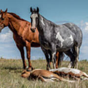 Standing Watch Over The Foals Poster