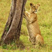 Standup Lioness Poster
