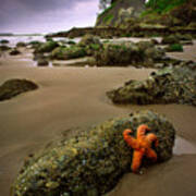 Starfish On The Rocks Poster