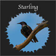 Starling Poster