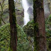 Starvation Creek Falls Between The Trees Poster