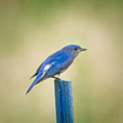 Stealthy Bluebird Poster