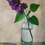 Still Life With Fresh Lilac Poster