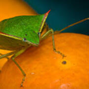 Stink Bug On Kumquats Poster