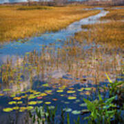 Stream Through The Everglades Poster