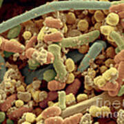 Streptococcus Pyogenes Poster