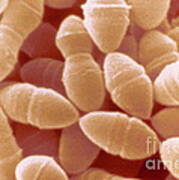 Streptococcus Thermophilus, Sem Poster